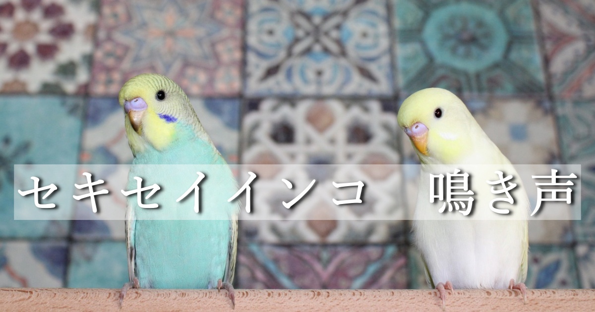 セキセイインコ　鳴き声